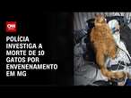 Polícia investiga morte de 10 gatos por envenenamento em MG | LIVE CNN