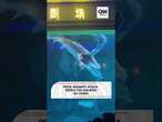 Peixe gigante ataca sereia em aquário na China