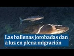 Así dan a luz las ballenas jorobadas durante el viaje migratorio fuera de las zonas de cría