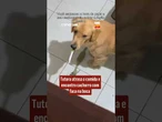 Tutora atrasa a comida e encontra cachorro com faca na boca