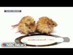 Up close with world’s first “Woolly Mice”