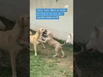 Tutora “furta” filhote do vizinho para brincar com seus cães e cena fofa viraliza #shorts #viral