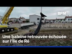 Une baleine a été retrouvée échouée sur une plage de l'île de Ré