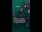 Baleias-francas-austrais dão à luz na costa da Argentina