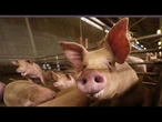 Un foyer de peste porcine identifié en Croatie