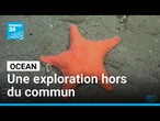 Argentine: une exploration dans les profondeurs de l’océan Atlantique unique • FRANCE 24