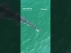 'JAWS' DROPPING: Fisherman’s drone captures a 10-foot shark #shorts #viral #news #new #usa #us