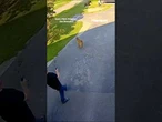 Brave dog chases bear out of garage #shorts #dog #bear #viral #foxnews #news #us #fox #animals