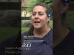 Zoo in Philadelphia: Galapagos-Schildkröten bekommen Junge. #Schildkröten #Tiere #tagesschau #shorts