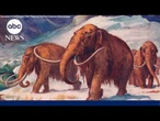 Early humans likely prompted the demise of woolly mammoths, other ancient species