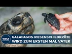 GALÁPAGOS-NACHWUCHS IN FLORIDA: Riesenschildkröte Goliath wird mit 135 Jahren erstmals Vater!