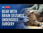 'Boki' the bear undergoes pioneering surgery to drain fluid from skull and stop seizures