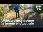 En Australie, la police attrape un lézard géant dans un quartier résidentiel