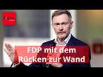 FDP schafft es nur in einer Umfrage in den Bundestag