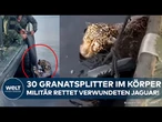 SPEKTAKULÄRE RETTUNG: Brasilianisches Militär rettet verwundeten Jaguar aus dem Rio Negro!
