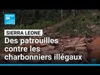 Sierre Leone : des patrouilles mises en place pour lutter contre les charbonniers illégaux