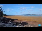 Aux Antilles, les sargasses s'accumulent sur le littoral • FRANCE 24