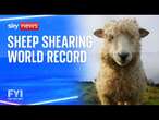 FYI: Sheep-shearing world record