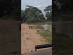 Capivara late e pula no lago para fungir de ataque de onça no Pantanal; veja vídeo