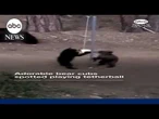 Adorable bear cubs spotted playing tetherball