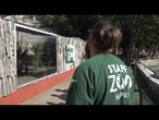 Allo zoo di Napoli nati quattro cuccioli di Fossa, i primi in Italia