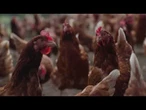 AGRO INFO | 03.07.2025 | TV Republika