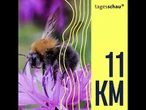 Wild, nützlich, bedroht: Wildbienen in Deutschland