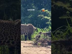 Vegana? Onça é flagrada variando o cardápio no Pantanal