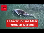 Dänen wollen Kadaver von Wal „Timmy” ins Meer ziehen