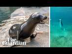 Baby sea lion 'acts like as a ribbon dancer' when playing with artificial kelp