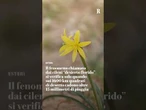 Una fioritura improvvisa tinge il deserto di Atacama, in Cile: uno dei luoghi più aridi al mondo
