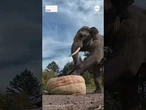 Zoo animals get into the Halloween spirit with pumpkin fun