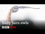 What happens inside a barn owl's nest? | BBC News