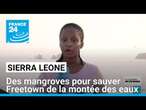 Sierra Leone : des mangroves pour sauver Freetown de la montée des eaux • FRANCE 24