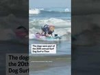 Canines surf waves in California to raise charity money