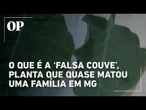 O que é a ‘falsa couve’, planta tóxica que intoxicou uma família inteira em Minas Gerais
