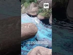 Animais são tingidos de azul após acidente de caminhão com corante em SP