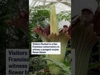 Visitors flocked to a San Francisco conservatory to witness a pungent corpse flower bloom