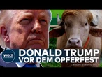 TRUMP-BÜFFEL IN BANGLADESCH: Seltenes Albino-Tier wird zum Selfie-Star – jetzt droht das Opferfest