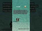 Cena rara: pinguins nadam ao lado de banhistas em praia no RJ