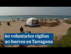 60 voluntarios vigilan 90 huevos en una playa de Tarragona