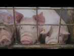 AGRO INFO | 06.10.2025 | TV Republika