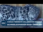 CHINA: Tierretter feiern Genesung - Schneeleopard überlebt Sturz und kämpft sich zurück ins Leben