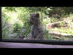 Filhotes de leopardo-do-norte-da-china em exibição no zoológico da Croácia | AFP