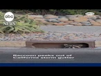 Raccoon likened to Pennywise the Clown as it peeks out of California storm gutter