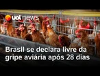 Brasil se declara livre da gripe aviária após 28 dias do 1ª caso no RS; órgãos já foram avisados