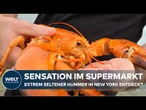 USA: Sensation im Supermarkt ‒ Extrem seltener orangefarbener Hummer in New York entdeckt
