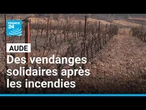 Aude : des vendanges solidaires pour viticulteurs sinistrés par les incendies • FRANCE 24