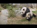 Première apparition publique des jumeaux pandas de Hong Kong à Ocean Park