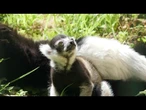 Zoológico de Besançon, na França, celebra nascimento de raro lêmure-rufo | AFP